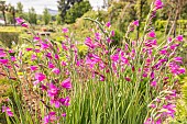 Sword Lily, Gladiolus communis ssp. byzantinus, flowers