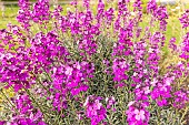 Purple Wallflower, Erysimum linifolium Bowles Purple, flowers