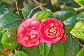 Japanese Camellia, Camellia japonica Kossuth, ITA 1853, flowers