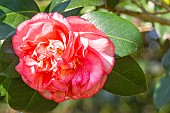 Japanese Camellia, Camellia japonica Can Can, AUS 1956, flower