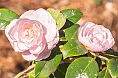 Sasanqua camellia, Camellia sasanqua, Mine-no-yuki, Japan 1898, flowers