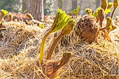 Winter mulching of giant rhubarb (Gunnera manicata), Parc Floral Vincennes, Paris, France