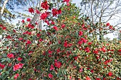 Japanese Camellia, Camellia japonica Freedom Bell, Nuccio (USA), in bloom