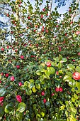 Japanese Camellia, Camellia japonica Kossuth, ITA 1853, in bloom