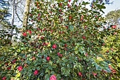 Japanese Camellia, Camellia japonica Kossuth, ITA 1853, in bloom
