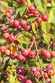 Diels Cotoneaster, Cotoneaster dielsianus, fruits