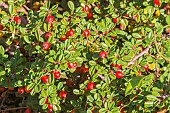 CreepingCotoneaster, Cotoneaster procumbens Streibs Findling, fruit