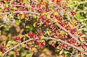 Cotoneaster veitchii, fruit