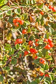 Cotoneaster fastigiatus, fruit