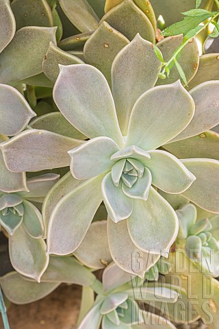 Ghost_Plant_Graptopetalum_paraguayense