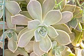 Ghost Plant, Graptopetalum paraguayense