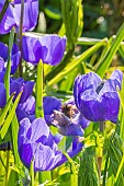Poppy Anemone, Anemone coronaria Mr Fokker, flowers