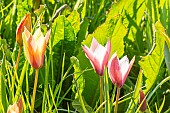 Tulipa Peppermint Stick, Tulipa clusiana Peppermint Stick, flowers