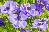 Poppy Anemone, Anemone coronaria Mr Fokker, flowers
