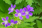 Geranium Johnsons Blue, flowers