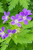 Geranium Johnsons Blue, flowers