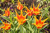 Lilly Flowering Tulip Aladdin,