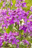Purple flowered honesty, Lunaria annua Purple, flowers