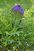 Peruvian Scilla or Peruvian Hyacinth (Oncostema peruviana), Detail of inflorescence in spring, Wetland of the Lieurette in Hyères, Var, France