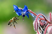 Honey bee (Apis mellifera) in flight gathering borage flowers (Borago officinalis) in spring, Country lane near Hyères, Var, France