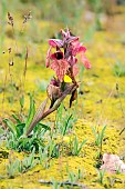 Scarce Serapias (Serapias neglecta) in spring bloom, Detail of spring flowers, Plaine des Maures National Nature Reserve, Environs des Mayons, Var, France