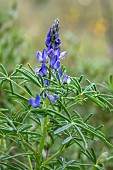 Narrow-leaved lupine (Lupinus angustifolius), detail of flowers in spring, Plaine des Maures National Nature Reserve, Environs des Mayons, Var, France