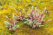 Euroepan stonecrop (Sedum ochroleucum) to be confirmed, in the moss on a sandstone slab in spring, Réserve naturelle nationale de la plaine des Maures, Environs des Mayons, France