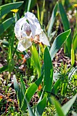 Dwarf Iris or Iris des garrigues (Iris lutescens) plant with white hypochromic flowers in spring, Plaine des Maures National Nature Reserve, Environs des Mayons, Var, France
