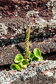 Pennywort (Umbilicus rupestris) flowering plant growing in a small fault in a sandstone slab in spring, Plaine des Maures National Nature Reserve, Environs des Mayons, France