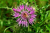 Mediterranean thistle (Galactites tomentosa) Honey bee (Apis mellifera) on a flower in spring, Country lane, near Hyères, Var, France