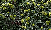 Future chestnuts in a chestnut tree (Castanea sativa), Sarthe, Pays de la Loire, France