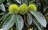 Future chestnuts in a chestnut tree (Castanea sativa), Sarthe, Pays de la Loire, France