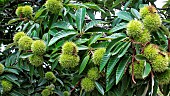 Future chestnuts in a chestnut tree (Castanea sativa), Sarthe, Pays de la Loire, France