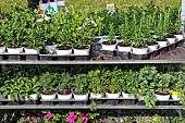 Sale of aromatic plants at a market, Bonnetable, Sarthe, France