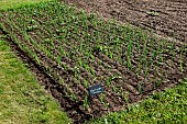 Plot of red onions red baron, early variety, Bonnétable kitchen garden, Sarthe, France