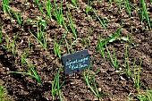 Plot of red onions red baron, early variety, Bonnétable kitchen garden, Sarthe, France