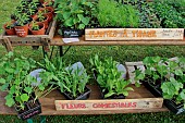 Sale of herbal tea plants and edible flowers at a market, Bonnétable, Sarthe, France