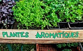 Sale of aromatic plants at a market, Bonnétable, Sarthe, France