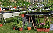 Sale of flower plants at a market, Bonnétable, Sarthe, France