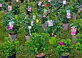 Sale of young rosebushes in pots for transplanting, Marché de Bonnétable, Sarthe, France