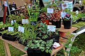 Sale of flower plants at a market, Bonnétable, Sarthe, France