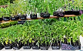 Sale of tomato plants at a market, Bonnétable, Sarthe, France