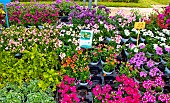 Sale of flower plants at a market, Bonnétable, Sarthe, France