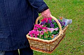 Woman holding a basket of flowers for planting, Sarthe, France