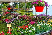 Sale of flower plants at a market, Bonnétable, Sarthe, France