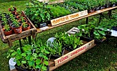 Sale of herbal tea plants and edible flowers at a market, Bonnétable, Sarthe, France