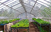Growing plants in a glass greenhouse, Jardin potager de Bonnétable, Sarthe, France