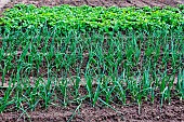 Onion growing, Home garden, Allonnes, Sarthe, France
