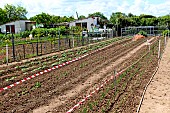 Growing potatoes in a vegetable garden, Allonnes, Sarthe, France