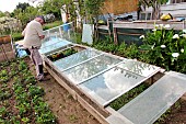 Gardener in front of his glass window frames, Home vegetable garden, Allonnes, Sarthe, France